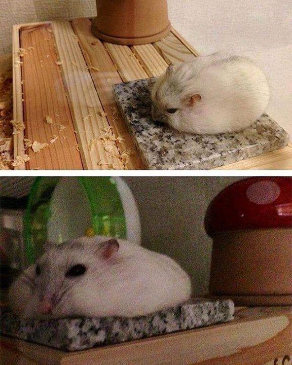 hamsterfluffs's tweet photo. #Hamster #Hamsters #HamHamWonderland ~ https://t.co/4EBBYnvzTX https://t.co/DJArzYSEjq https://t.co/7Cz0rfiGCr https://t.co/JRJfwGrFoW https://t.co/YQxFVIaxHy