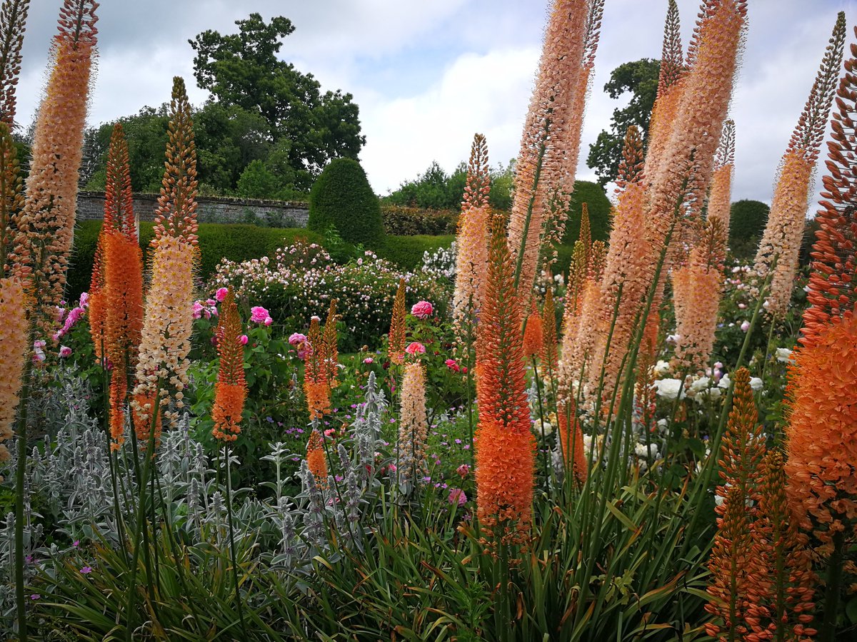 dealcottages's tweet photo. Just spent the most beautiful afternoon exploring the gardens at #goodnestone. The food was exceptionally good too. Definitely coming back!! @GoodnestonePark @VisitKent #FathersDay2019 https://t.co/H6yUa3KPme