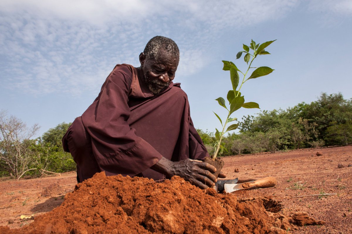 Afr100_Official's tweet image. Community Leadership at the heart of FLR success: Research suggests that rural producer initiatives play an important role in growing multi-functional, sustainable landscapes from the grassroots. Picture-Yacouba Sawadogo, The Man Who Stopped The Dessert.