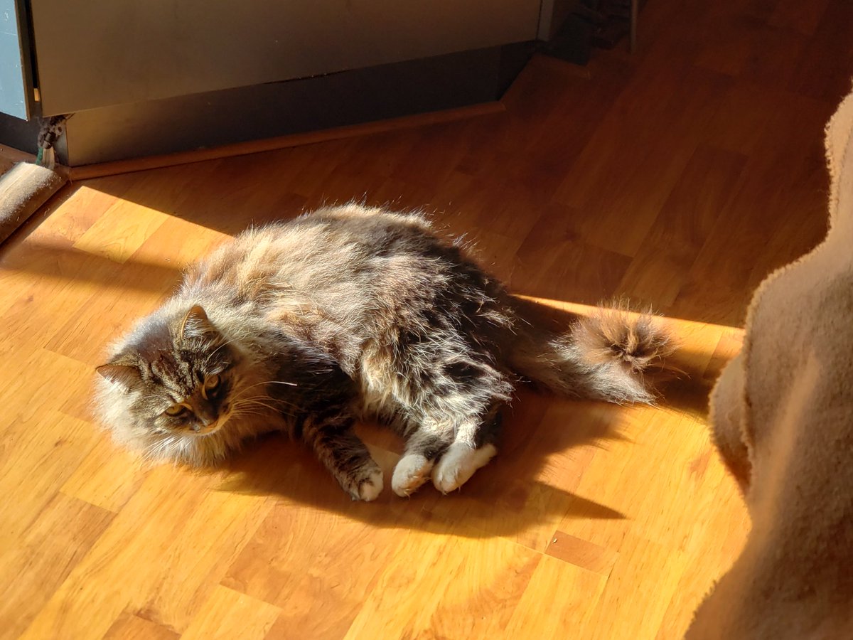 zaichishka's tweet photo. In the face of disappointment and a stubborn human's refusal to serve 2nd breakfast, there's only one thing to do: winsomely show off your floof
#DisappointedCat #StarvingCat https://t.co/NlM85CMwFV