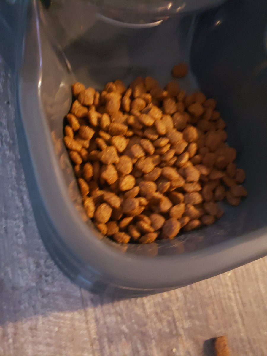 mr_smores's tweet photo. Day 2: my suspicions were correct. The captors have been cutting off my food supply. I dont know how long I'll last at these rations. #CatsOfTwitter #howwillisurvive #witheringaway https://t.co/wQi4zmcmqN