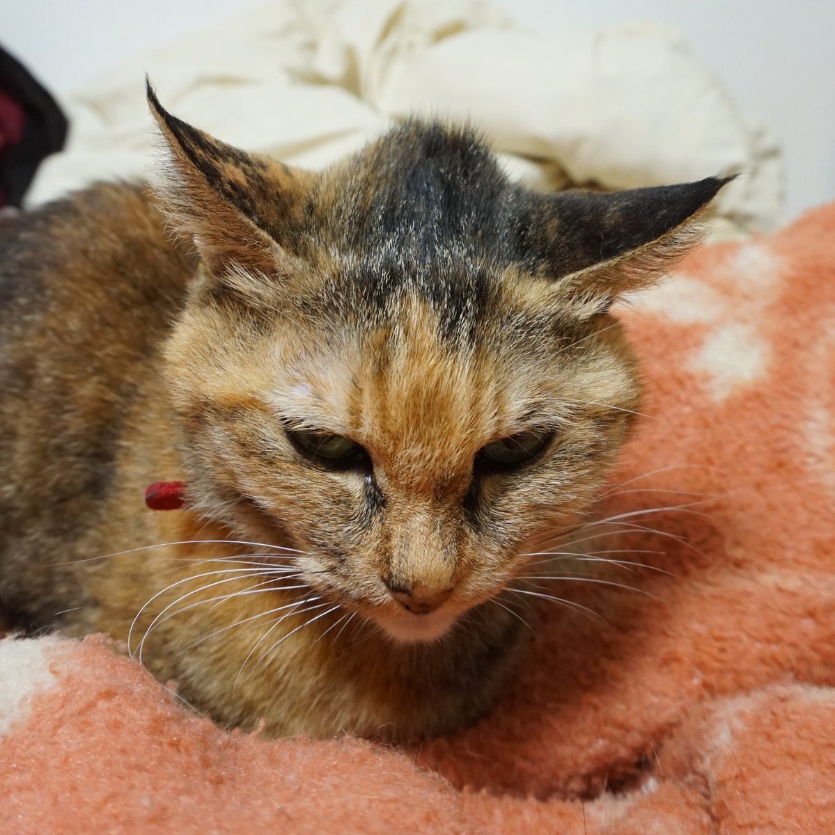 モヒカン猫 Twitter Search モヒカン猫 Twitter Search