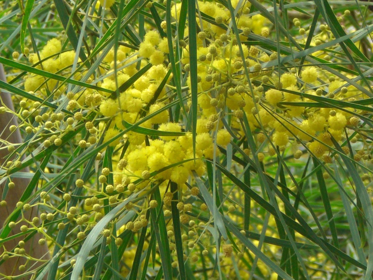 Misa ゴールデンワトル Golden Wattle オーストラリア国花 涼やかですね オーストラリアのお花が 今 東京で咲いています お元気で よい一日を お過ごしくださいませ ２０１９年６月１７日 月 ゴールデンワトル T Co