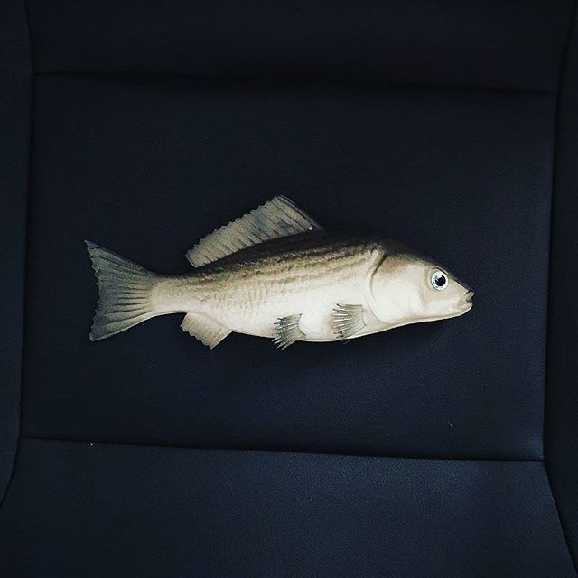 mrbellyelliot's tweet photo. BIG FISH THE MUSICAL ✔️ This has been an amazing 8 months of rehearsing for this beautiful production. I have loved every second of playing Zacky and bringing him to life.
So, in his honour. We have Zacky the fish.
#bigfishmusical #bigfishdursley #just… https://t.co/RmOXyh1Nc2 https://t.co/LGiFx5H7yy