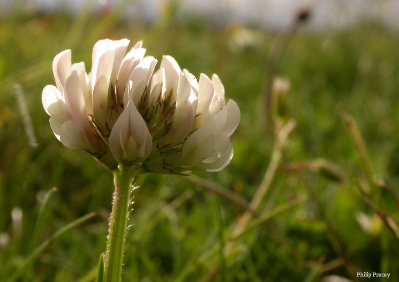 WildlifeTrusts's tweet photo. This summer let your grass wait a little longer before you get the lawnmower out. If you allow the clover to flower the bees will thank you 🐝💛😊 https://t.co/1JFCTSWiJs
