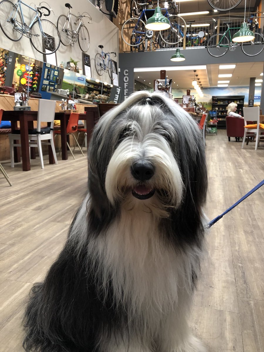Doddington Hall On Twitter Alfie The Bearded Collie Enjoyed His