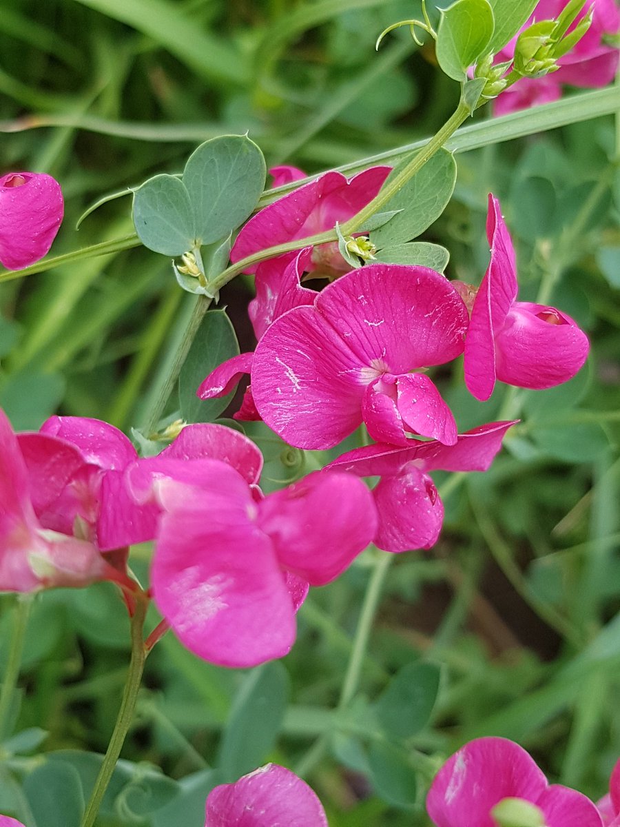 Joeri_van_Eck's tweet photo. #Aardaker en #GewoneRolklaver geven kleur aan het industrieterrein #Moerdijk. #wildflowerhourNL https://t.co/R8rctMyIeu