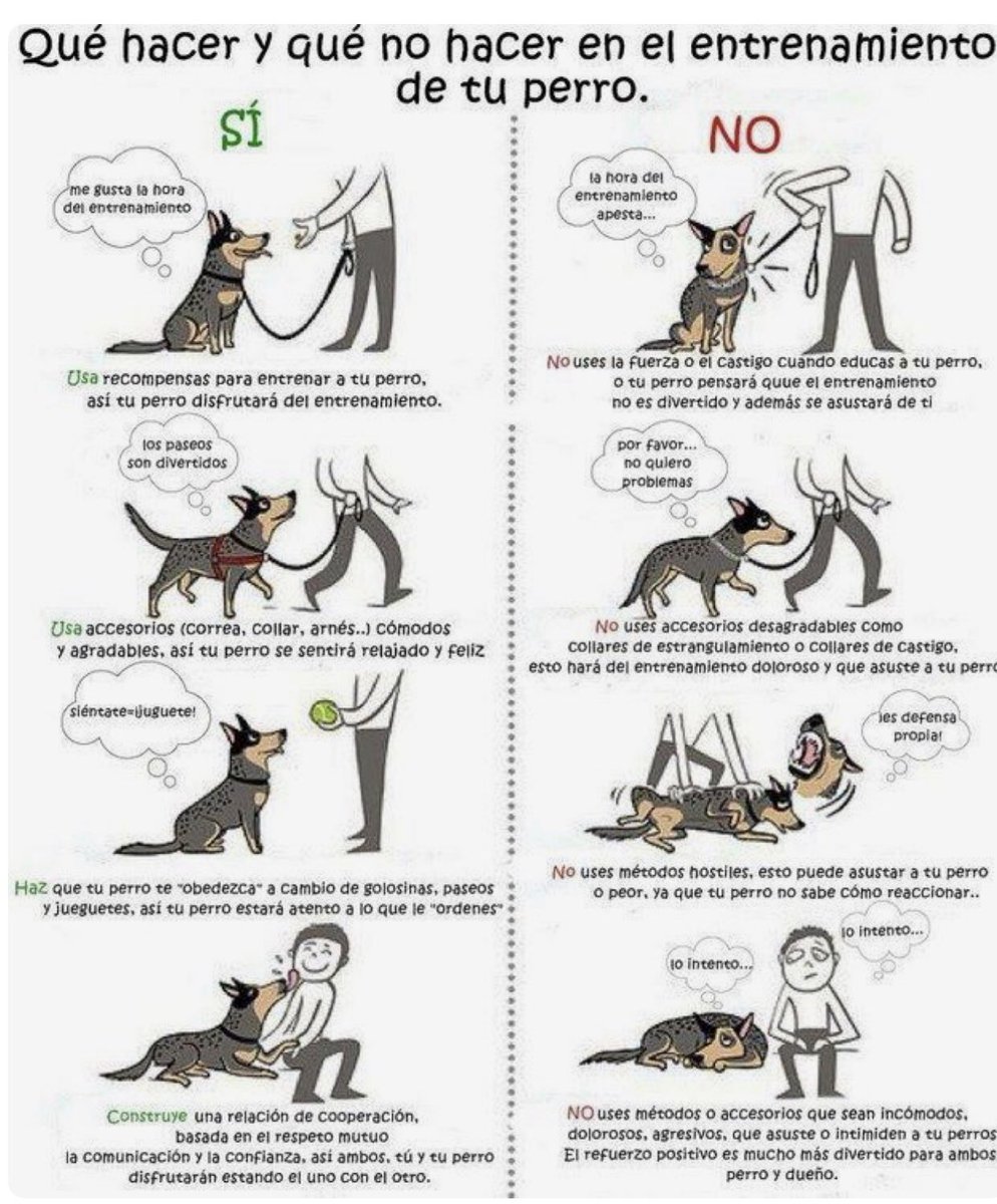 canitips's tweet photo. Nada que ver‼️‼️‼️😏🤨⬇️⬇️⬇️ #adiestramiento #BAC2019 #CatalanGP #66minutes #Armada2019 #Municipales2020 #papa #perros #canitips #adorables #educacionresponsable https://t.co/ZtHG3sPsrL