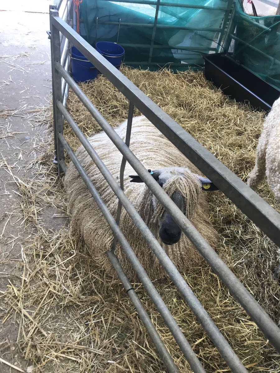 Lovely day wandering around the Royal Three Counties Show...couldn’t resist snapping these cute sheep 🐑 #Malvern