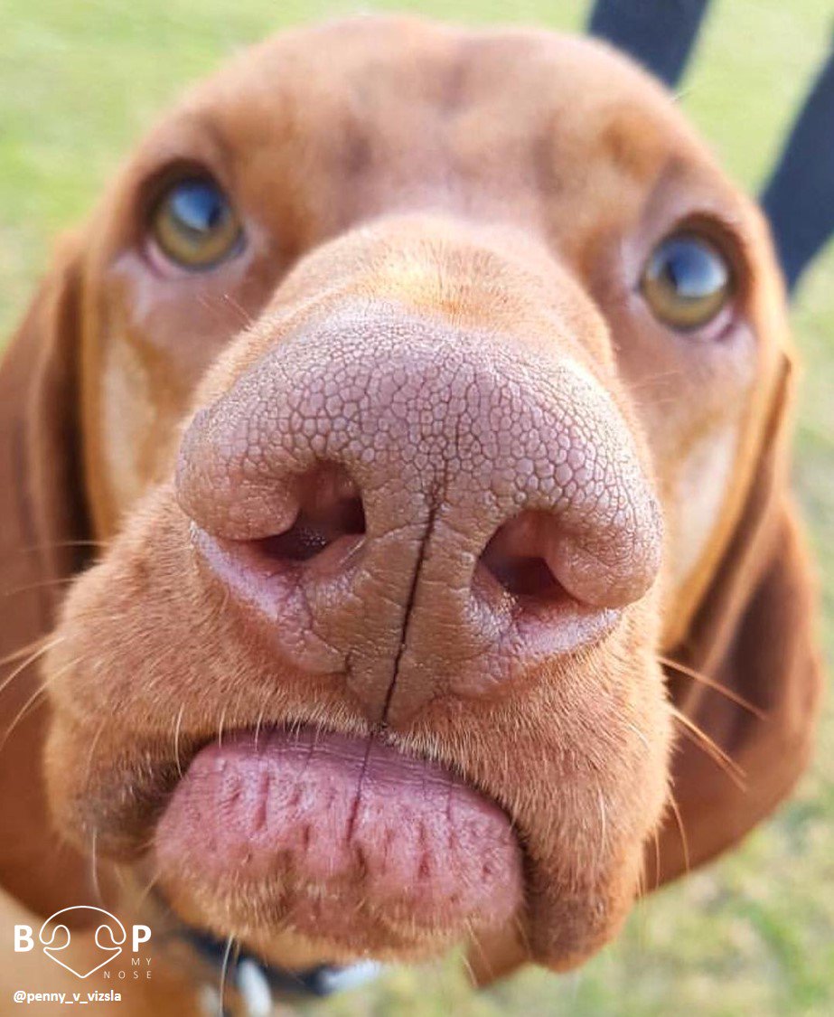 vizsla nose