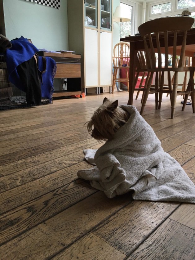 Phoebe_Cave's tweet photo. pig(s) in blanket(s) https://t.co/IueplIGtqn
