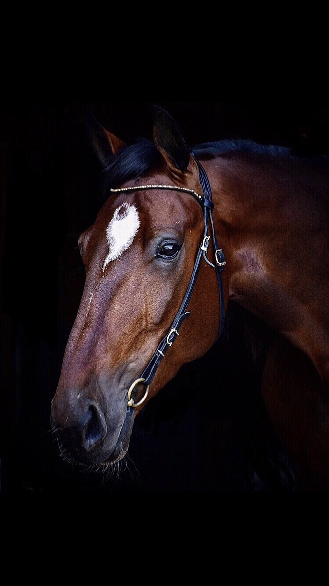 kimmoberg's tweet image. Finaste pållen. ♥️ Även snällaste ska väl tilläggas, inte alla man kan fota utan grimskaft 🤣 #Coffie