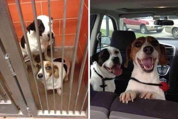 colliderfrosty's tweet image. love this so much. Always adopt!
Two photos taken an hour apart, before and after adoption.
via @reddit