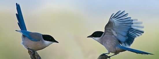 ¡Que  buen vecino se ha instalo entre los pinos!
#Rabilargo azul #Banksy
Bello, grácil, inteligente” y resiliente 
Foto <a href="/NavarraalNatura/">Juan Goñi</a> 
youtube.com/watch?v=1aRuCw…