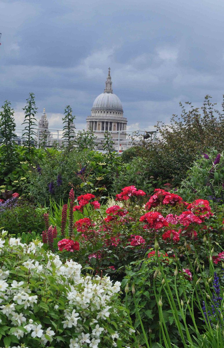 BrainTracer's tweet photo. Last Sunday was #OGSW @OpenSquares & I wasn't sure the queue would be worth Cannon Bridge Roof Garden as I'd seen the view from Nomura, but it was. Not just a wonderful view but amazing planting & loads for pollinators. Gone are the days when building plant on roofs must be dull. https://t.co/nHKq6Qz0Sj
