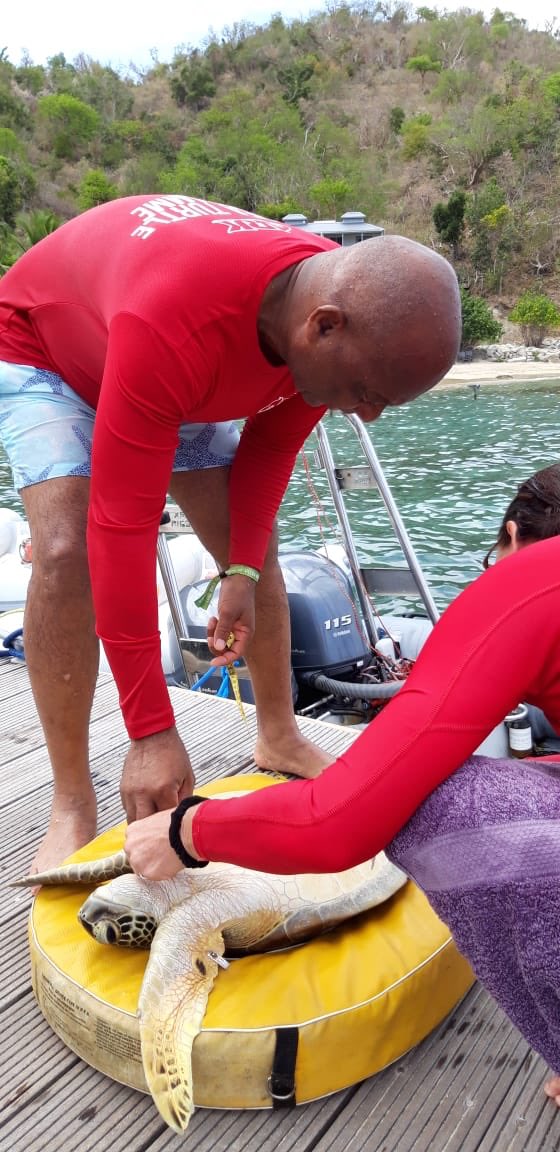 BviArk's tweet photo. Newest member of the BVI Sea Turtle Team, Minister of Natural Resources, Labour &amp; Immigration out helping @BviArk tag turtles, even on Fathers Day. @bvigovoff @UKOTCF @BVIGovernment @CooperIslandBVI @WIDECASTorg #worldseaturtleday #turtles #bvitourism https://t.co/ShHjREb2cf
