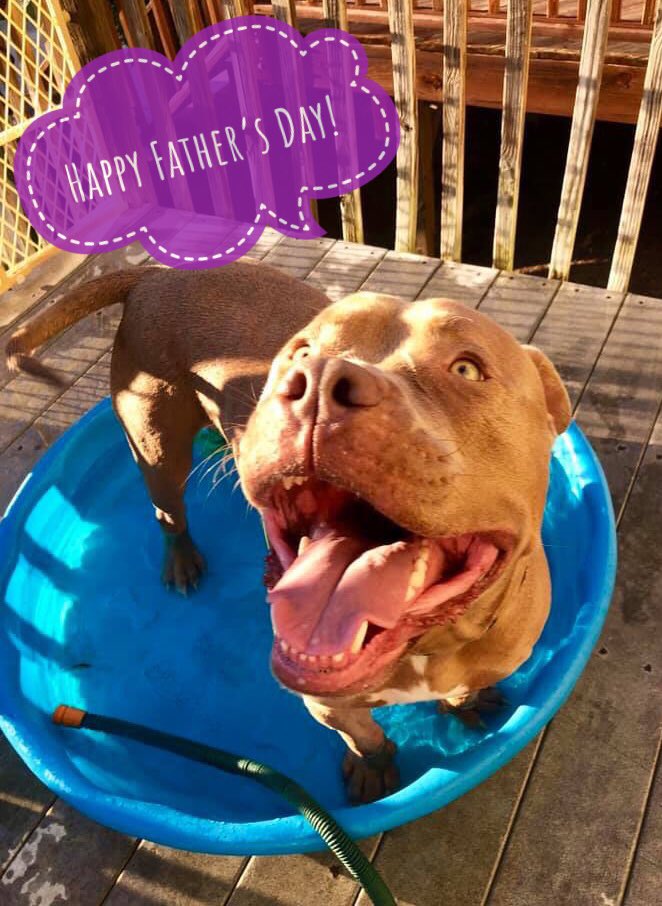 themeritpitbull's tweet photo. To all the Dog Dads, foster dogs dads & folks who support #MPBF cheers 🥂🍻to you! https://t.co/V1as8ZdeVM