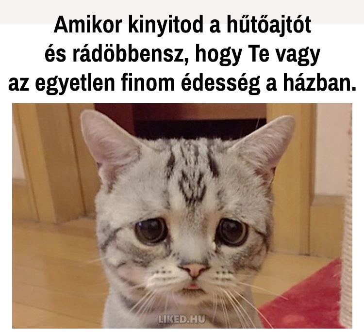 zsannuszi's tweet photo. Ritkán osztok meg így képet... DE EZ ANNYIRA IGAZ!!!!  😂🤷‍♀️ https://t.co/urrJppY4rV