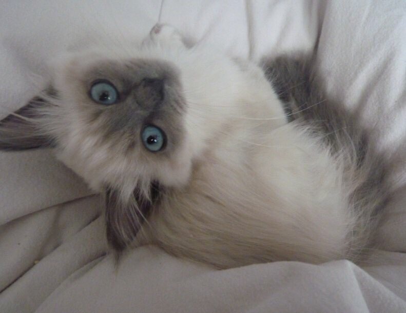 Jessi-cat tweet media