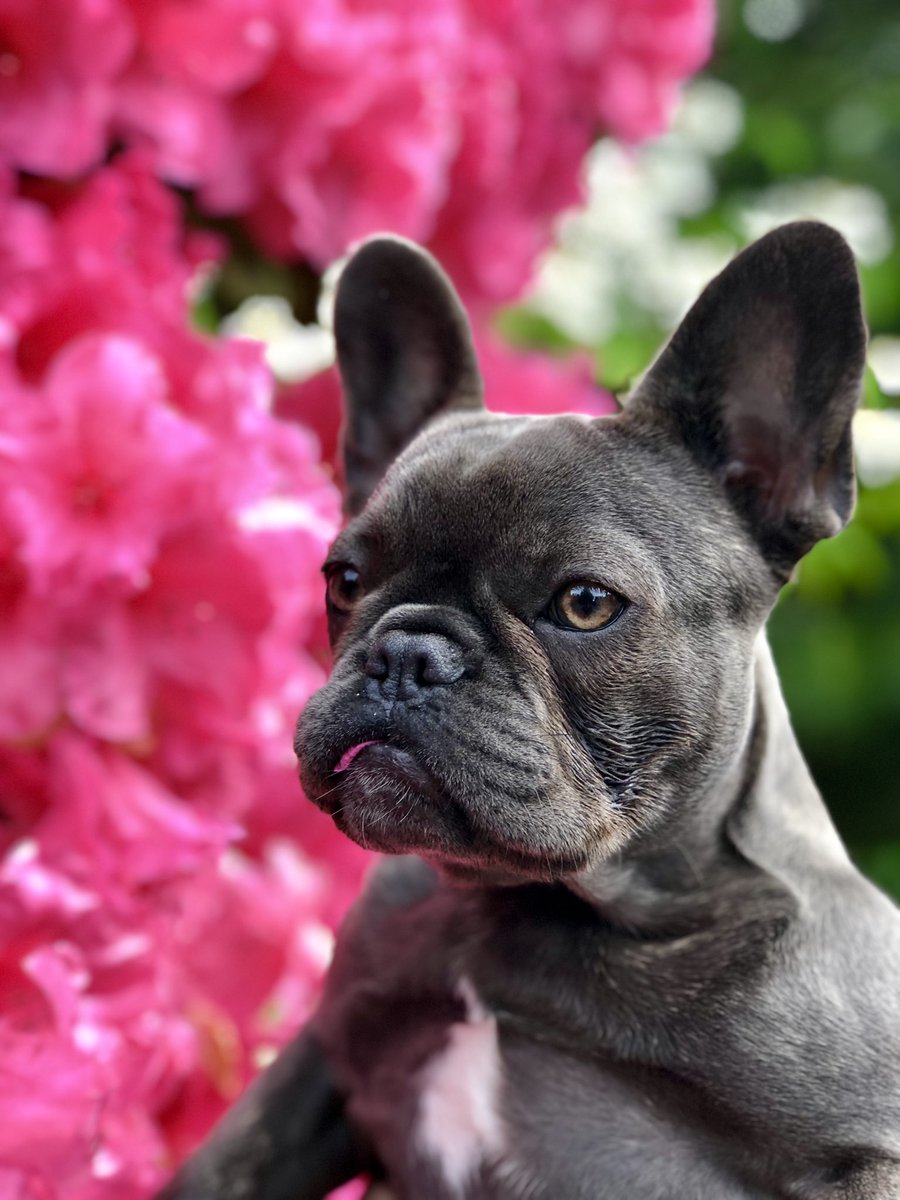StrikerFrenchie's tweet photo. Happy Fatherβs day π₯°π @oakleybluefrenchie #ilovefrenchie #ilovefrenchies #frenchie #frenchies #frenchiedaily #frenchieclub #frenchieoftheday #frenchieofig #frenchielovers #frenchienation #frenchiedog #frenchieface #squishyface #pnw #pnwdog #pnwdogs #frenchbulldog #FathersDay19 https://t.co/8V3eGT0Abc