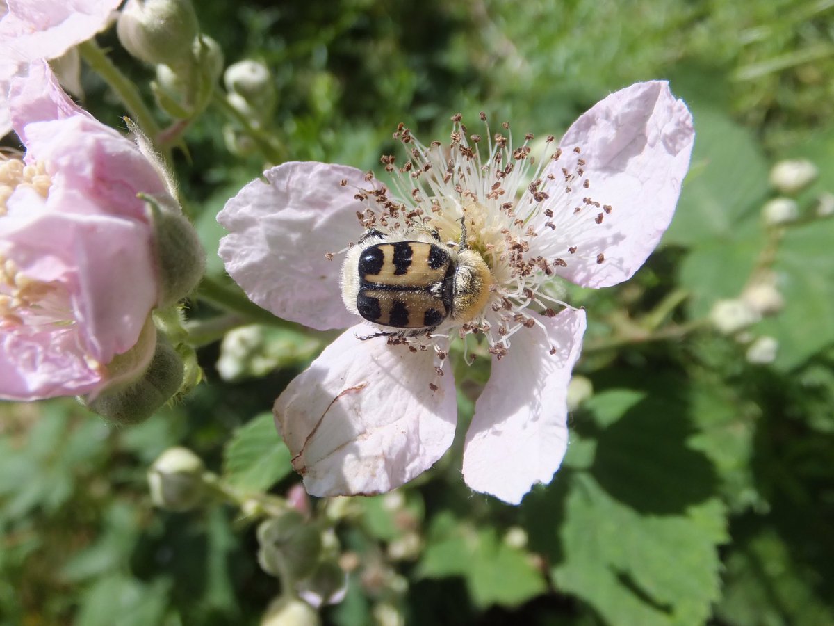 Harry_Herrie's tweet photo. Deze #penseelkever is er een uit de familie #bladsprietkevers #Trichius zonatus https://t.co/7UGWHQO1LV