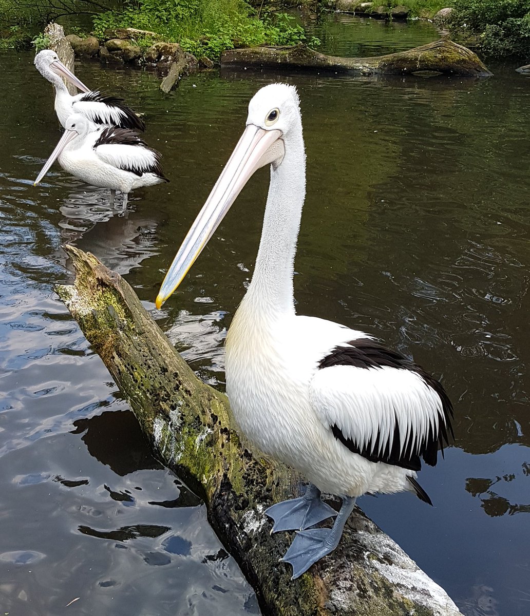FVerreist's tweet photo. Went for a day trip to #Walsrode and the famous #Weltvogelpark were you can see birds from all of this world. We had a great time and saw a lot of different birds. It was really impressive. 
#sightseeing #zoo #birds #germany #animals https://t.co/KuYv592sUt
