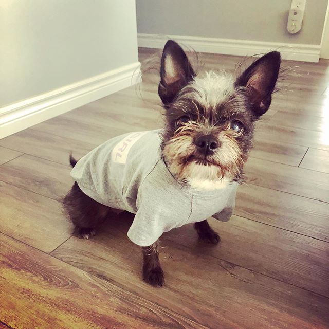 Thank you @yourroyalharness for the Baby Girl dog T-shirt it fits perfectly!! #yourroyalharness #dogmoms #spoileddogs #serenatherescuedog bit.ly/2MSBP8p