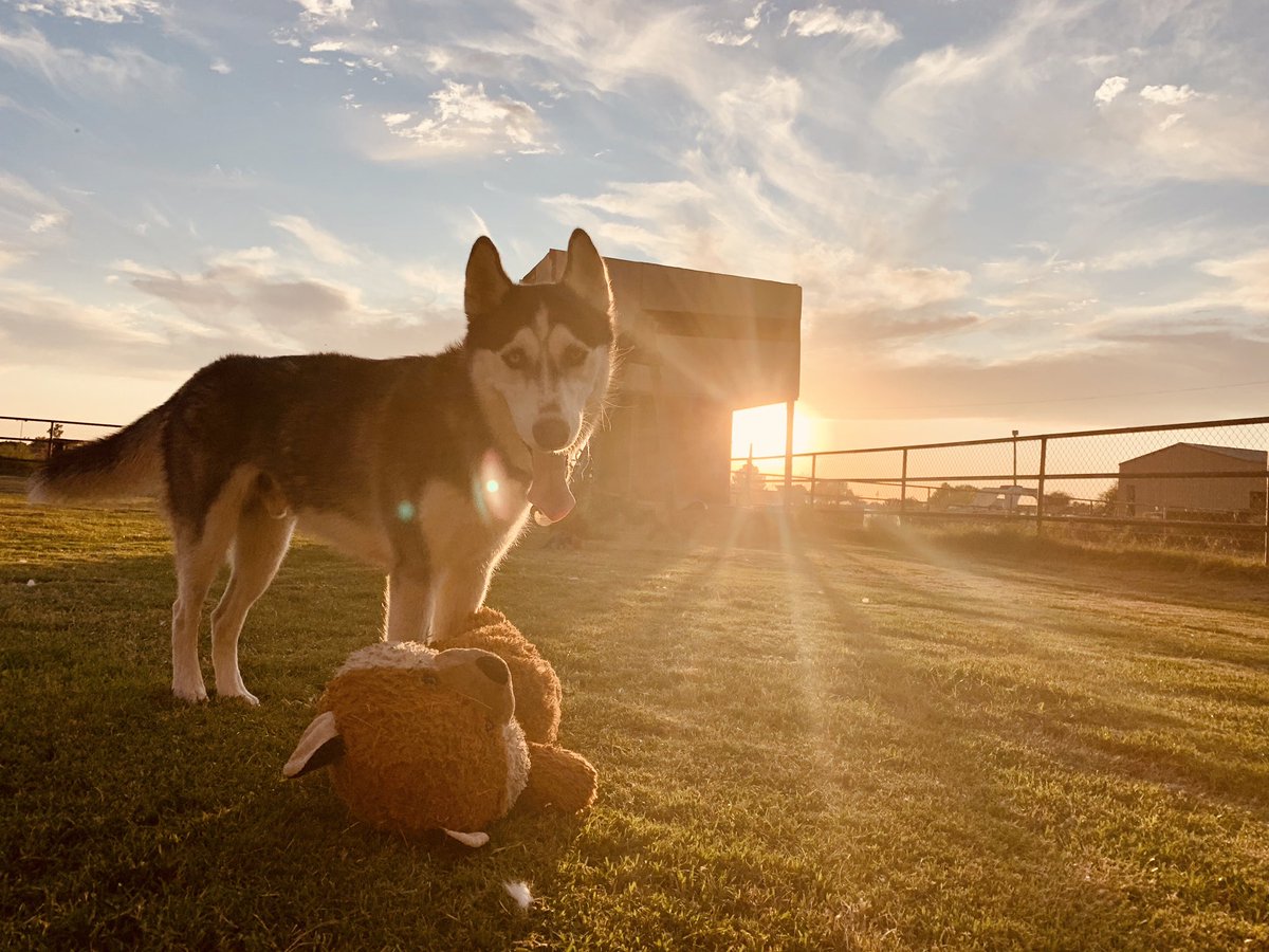 marshmellow0981's tweet photo. Here’s pics of my cute boy! 😍 #husky #kato #puppy https://t.co/OJ5KOl8yx3