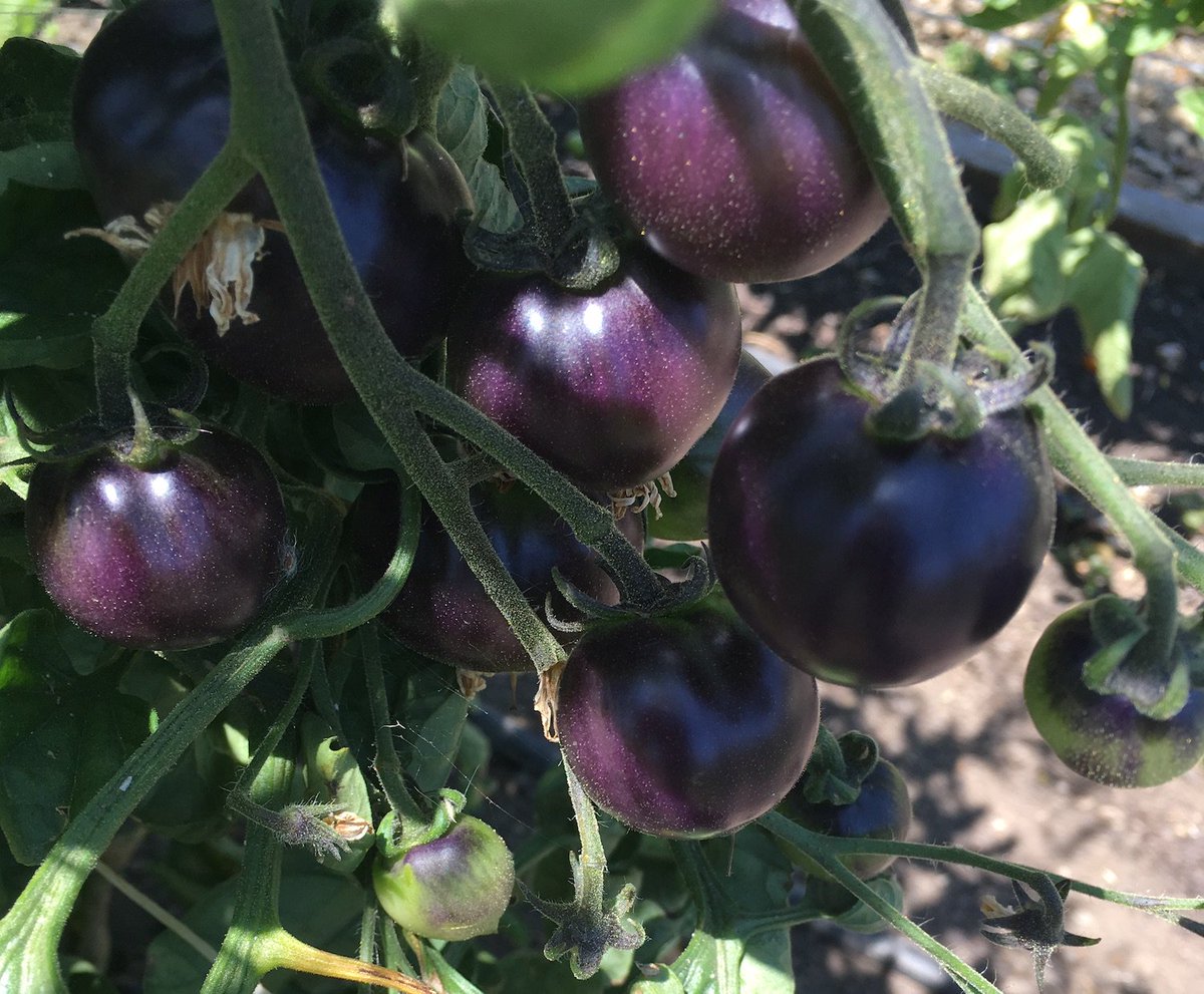 OurTownStHelena's tweet photo. This isn't a contest, but a stroll around the CIA/Copia's gardens reveals that their tomatoes make mine look pathetic. Look at the black heirlooms! #ciacopia, #heirloomtomatoes, #ourtownsthelena, #Ciacopiagarden https://t.co/43vIu8uzs4