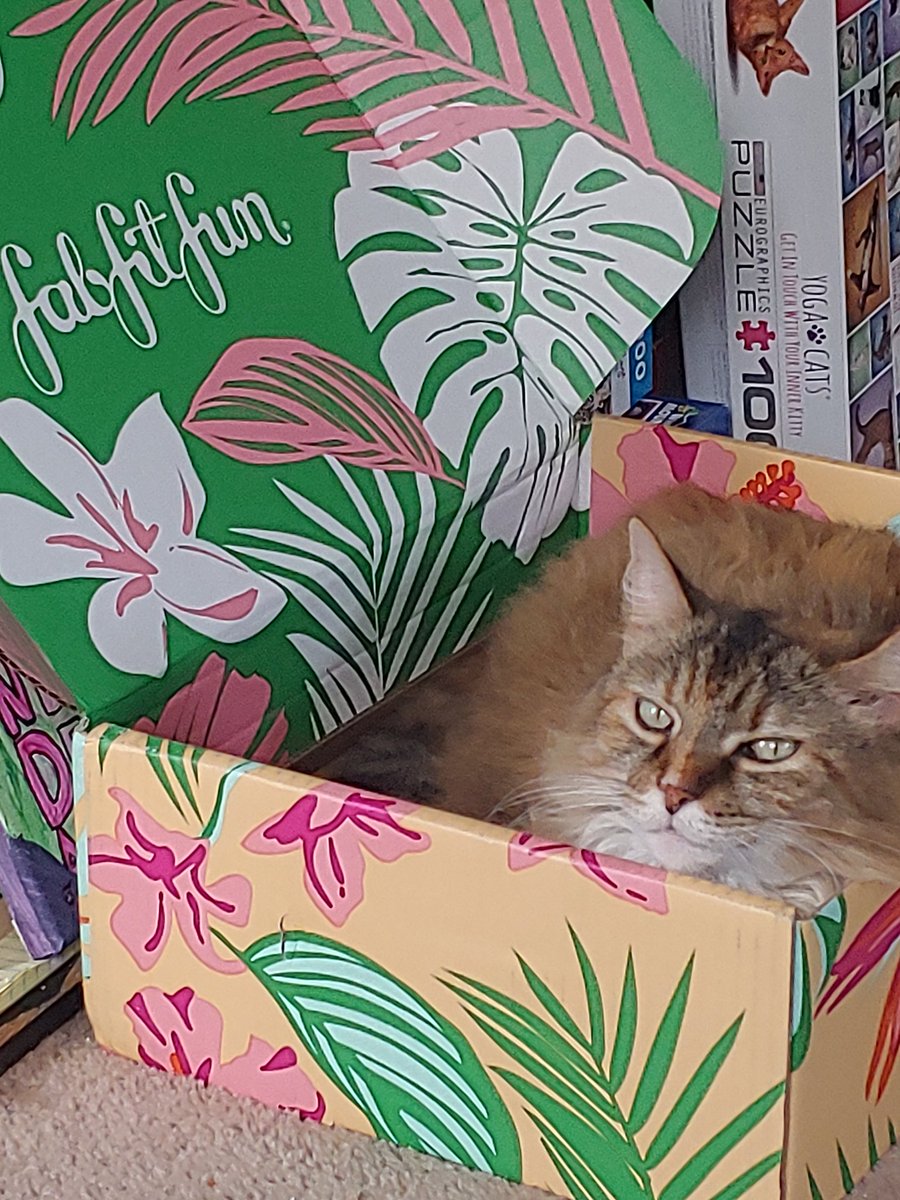 mandakayrocks's tweet image. Presents for me and for the cats! @FabFitFun #fabfitfunbox #catsinboxes #catsoftwitter