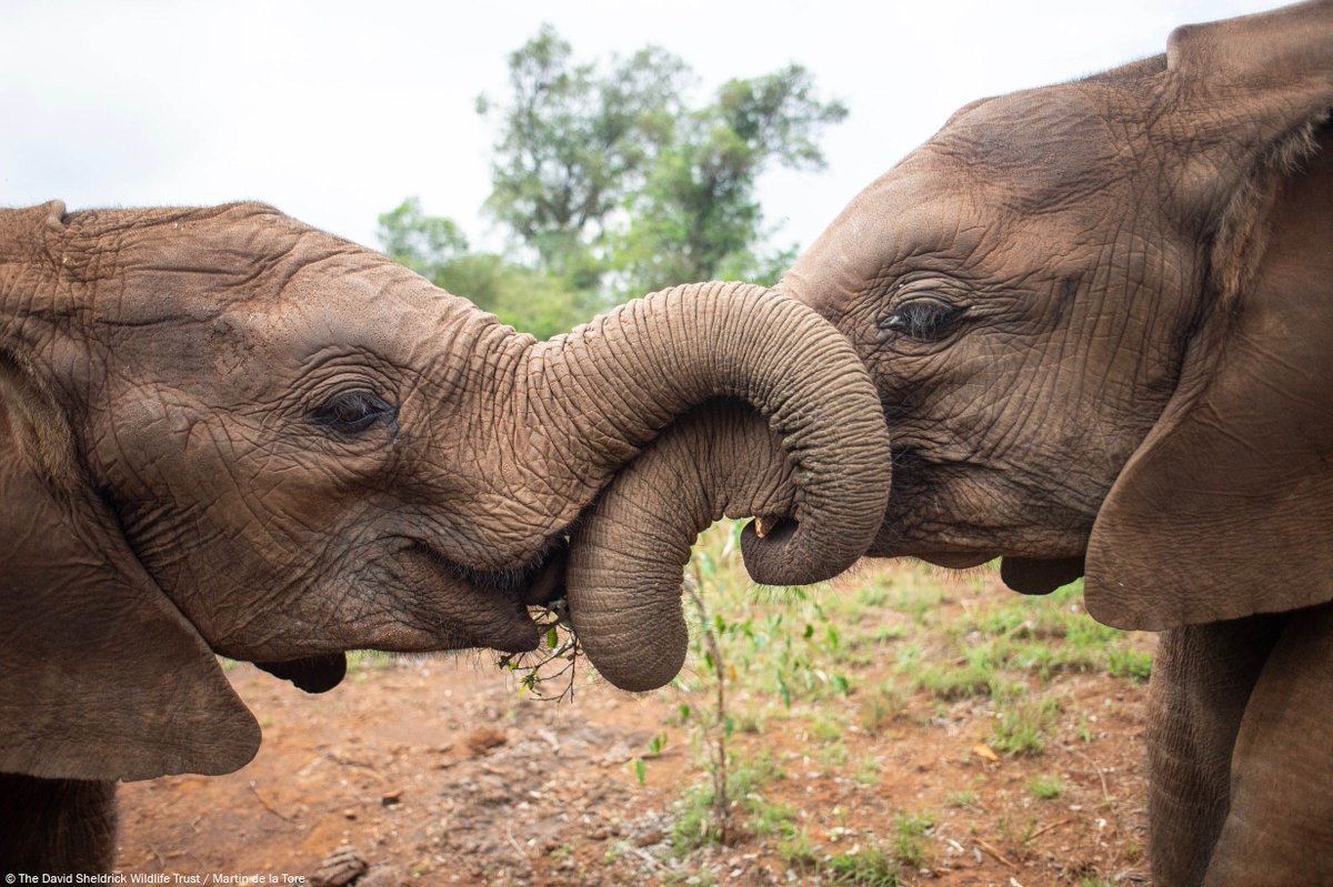 SheldrickTrust's tweet photo. #DidYouKnow elephants use their trunks to show affection? 🐘 Whether it is to simply say hello or to comfort a friend, #elephants are incredibly social animals and use their trunks as a way to communicate with each other. https://t.co/rFFSiAONX2