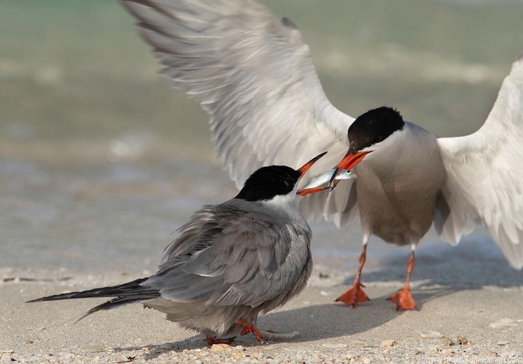 Draksphotos's tweet photo. White-cheeked tern offering fish to his mate, Bahrain, June 2019 #wildlife #bahrain #tern #white-cheeked #offer #fish #mate https://t.co/YchFR1hRqx