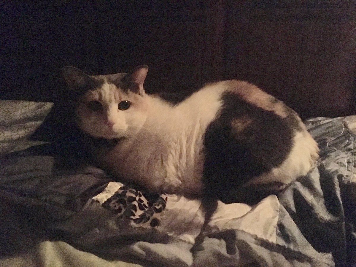CrittersofH's tweet photo. UM, HEY BELLA!! That’s not YOUR pillow!!! #catownseverything #catnapping #calico #rescue #fatcat @DinahLewisTayl1 #furball #stuffandfluff #handsoff #powerofthepurr #purr #cat #cats #mypillow #CatsOfTwitter late #Caturday https://t.co/TzKGRqa06W