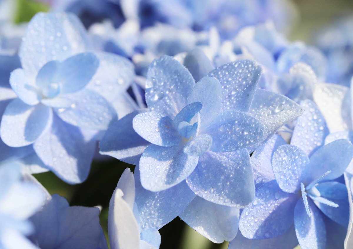 hiroshisj's tweet photo. さわやかなブルーの紫陽花「ウェディング・ブーケ」。6月の花嫁さんにぴったりですね(^O^) https://t.co/JuCS1QQdzE