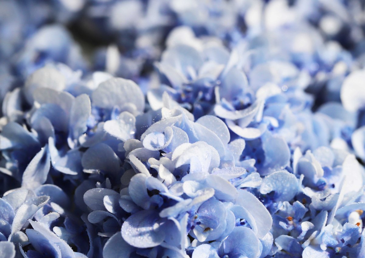 hiroshisj's tweet photo. さわやかなブルーの紫陽花「ウェディング・ブーケ」。6月の花嫁さんにぴったりですね(^O^) https://t.co/JuCS1QQdzE
