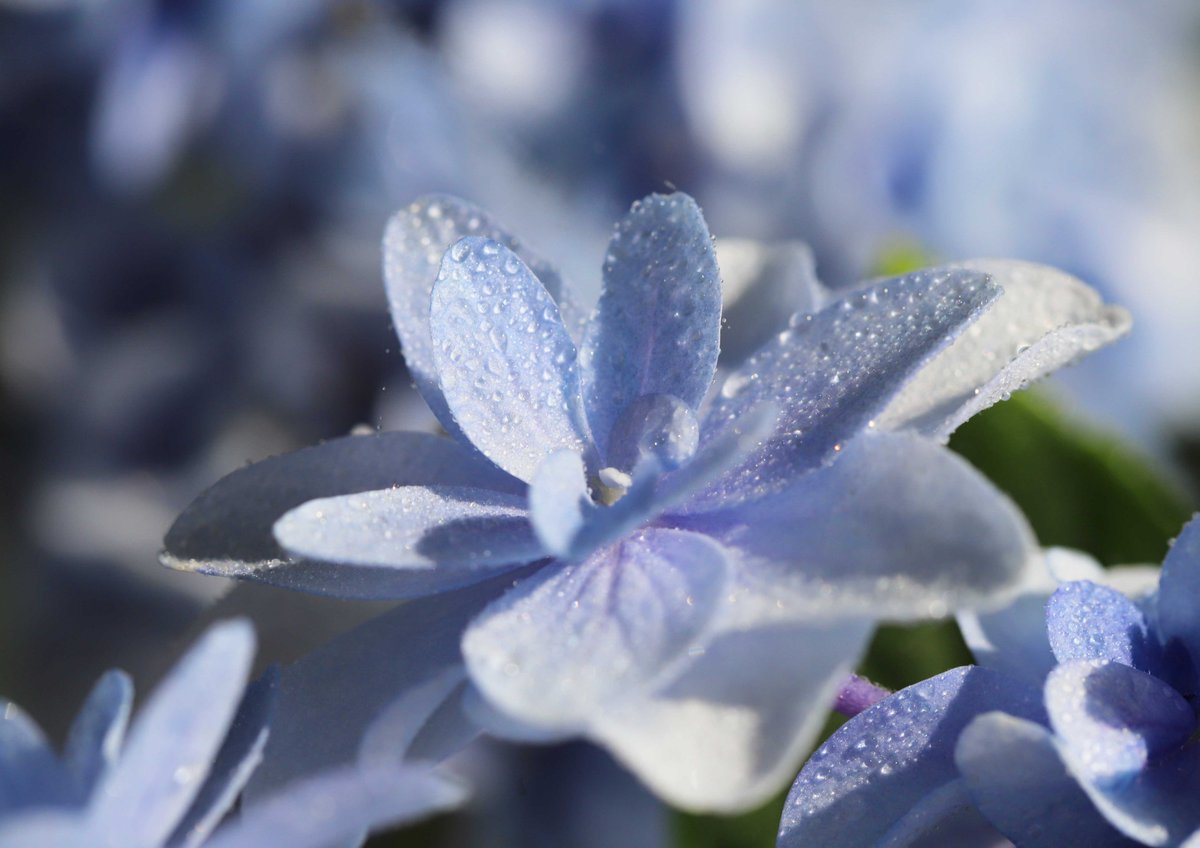 hiroshisj's tweet photo. さわやかなブルーの紫陽花「ウェディング・ブーケ」。6月の花嫁さんにぴったりですね(^O^) https://t.co/JuCS1QQdzE