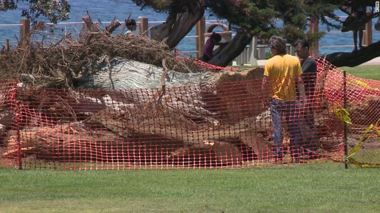 SamDavidAgency's tweet photo. The Lorax would be devastated 2 hear the tree that inspired Dr. Seuss' 1971 children's book has fallen. The Monterey Cypress tree was at Ellen Browning Scripps Park―La Jolla, California―seaside community where author #TheodorSeussGeisel lived from 1948 until his death in 1991. https://t.co/Kret03FTVl