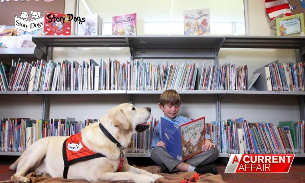 GoodEduGroup's tweet photo. Tune in to "A Current Affair" tonight @ 7pm where you'll hear an amazing story featuring Story Dogs. Watch to learn more about how dogs help children across Australia reach their full potential. https://t.co/PMndyYb4U8