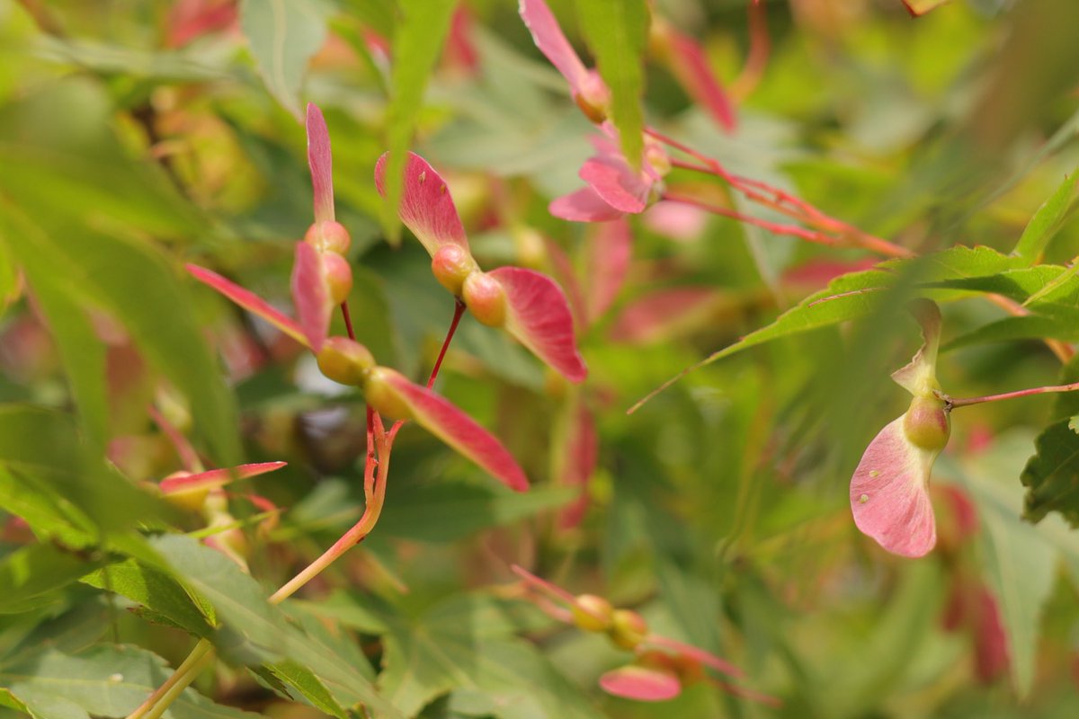 もみじの種