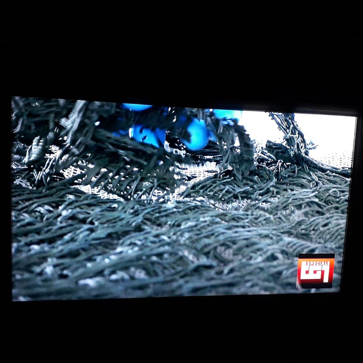 #specialetg1 #atuttogreen #raiuno #alghitaly #spirulina #coldiretti #unipd #univr ❤️