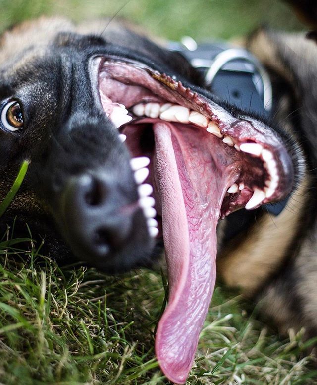 By @malymilydimoaja 😂😂👌🏻
Use #malinoislovers to get featured🐕
-------------------------------------------------
#malinois#malinoislovers#animals#pets#dog#goals#boss#cute#love#happy#photooftheday#insta#lol#beauty#iphone#life#amazing#family#smile#frien… bit.ly/2wVeIzf