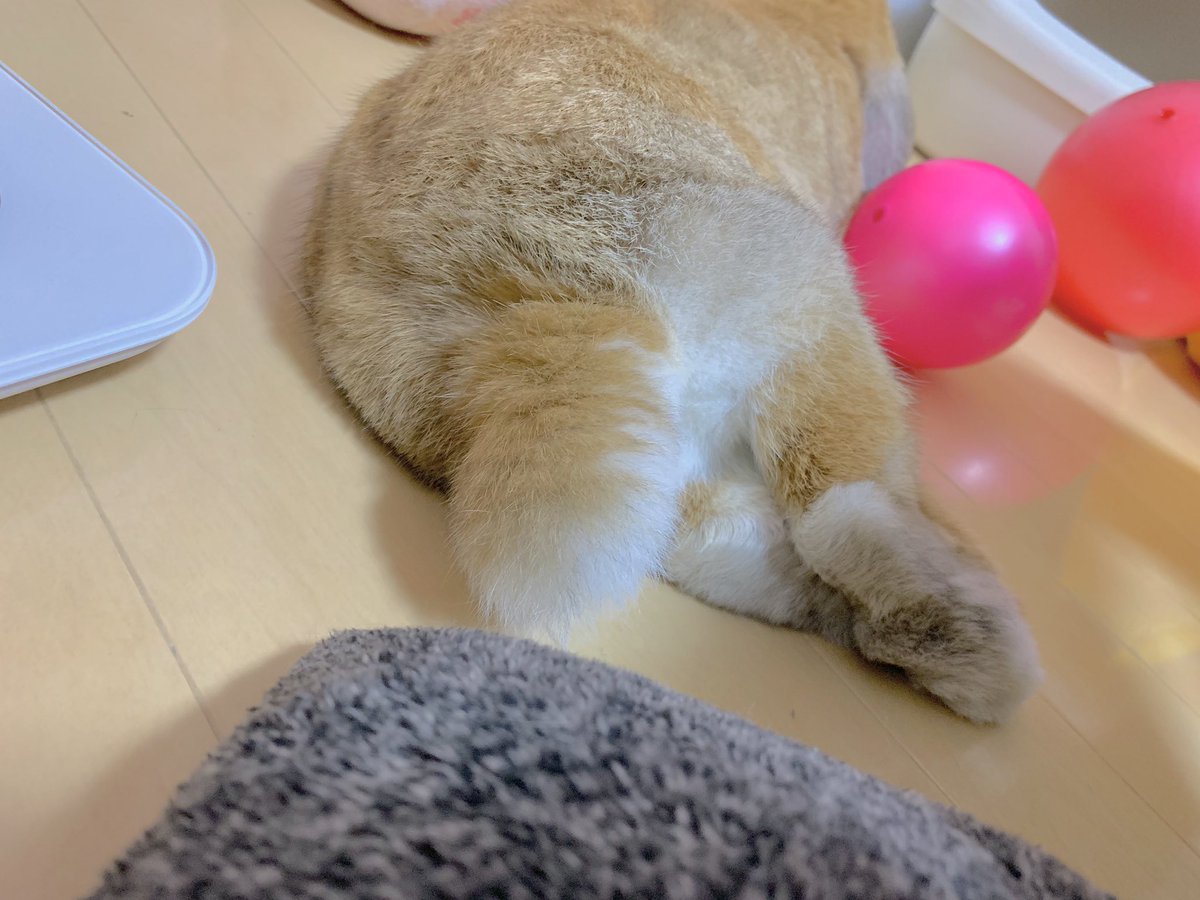 hamumichan's tweet photo. 久しぶりのうさけつ🍑
#うさけつようび  #うさまるけつを眺める会 #うさぎ #ロップ #ロップイヤー #ホーランドロップ #うさぎのいる暮らし  #うさぎのいる生活 #もふもふ https://t.co/8bQNIBkNjS