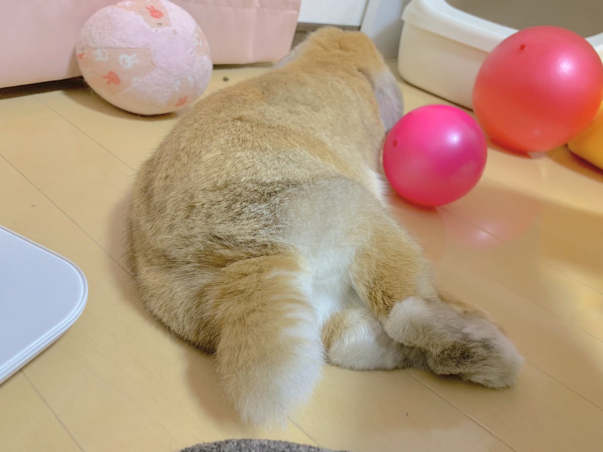 hamumichan's tweet photo. 久しぶりのうさけつ🍑
#うさけつようび  #うさまるけつを眺める会 #うさぎ #ロップ #ロップイヤー #ホーランドロップ #うさぎのいる暮らし  #うさぎのいる生活 #もふもふ https://t.co/8bQNIBkNjS