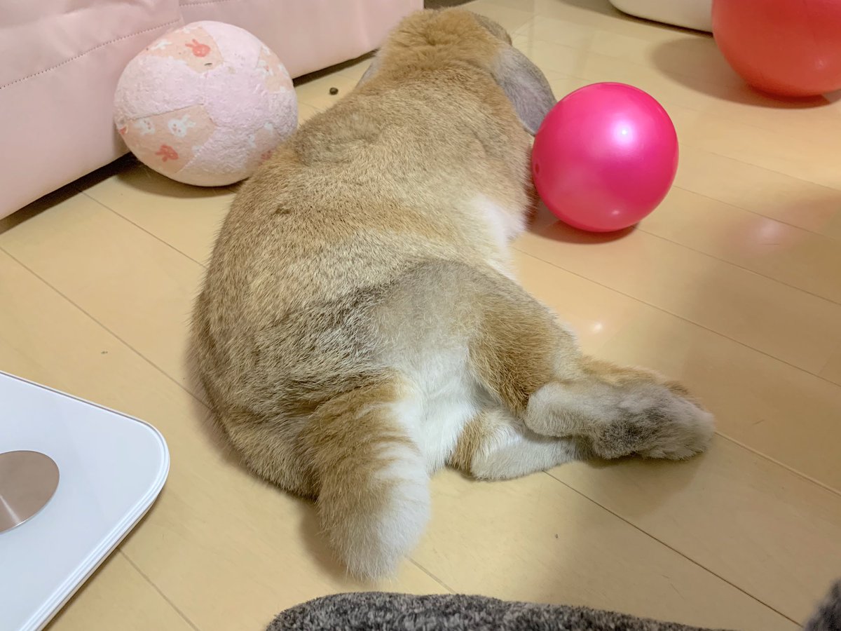 hamumichan's tweet photo. 久しぶりのうさけつ🍑
#うさけつようび  #うさまるけつを眺める会 #うさぎ #ロップ #ロップイヤー #ホーランドロップ #うさぎのいる暮らし  #うさぎのいる生活 #もふもふ https://t.co/8bQNIBkNjS