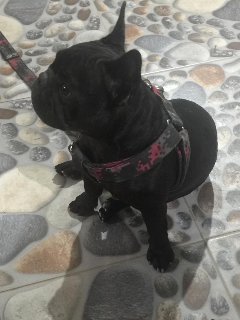 juankigirio's tweet image. Que iras a dañar ahora mi amor ?? #frenchie #Duq