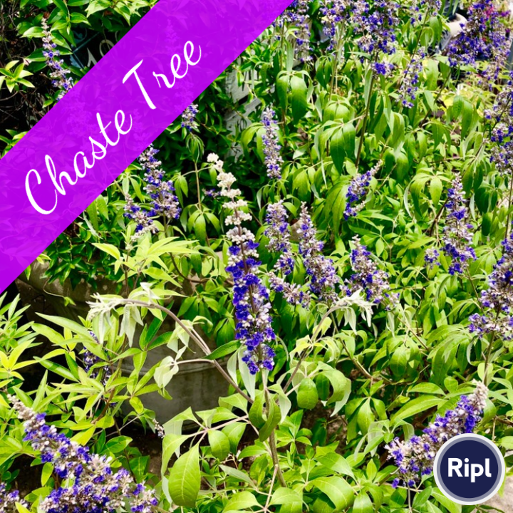 pamhsmith's tweet photo. #chaste #tree via https://t.co/z1b8Nqeq3u https://t.co/pIlOw9CI1o