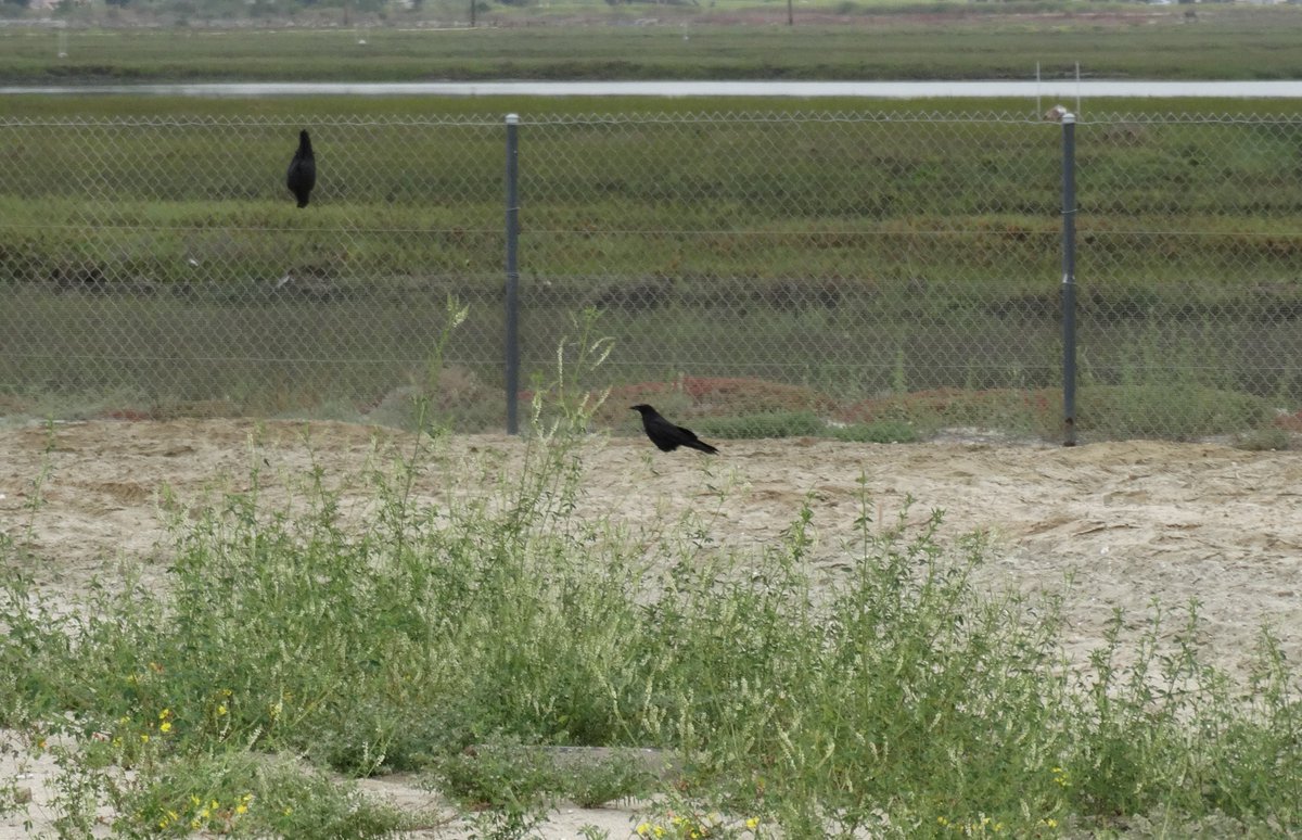 edaudubon's tweet photo. Here is the murderous Raven that has wiped out the Least Tern Colony at Seal Beach Refuge this year.  He was on the ground poking around looking for something, while we were inside looking for eggs. https://t.co/RRsBoDmHCl