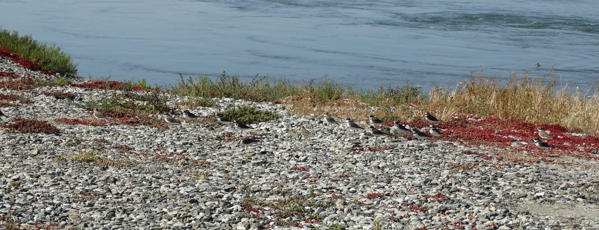 edaudubon's tweet photo. OOppsss....my bad.  These aren't Killdeer, they're Semi-palmated Plovers.  Sorry. https://t.co/qoeeYfs02c
