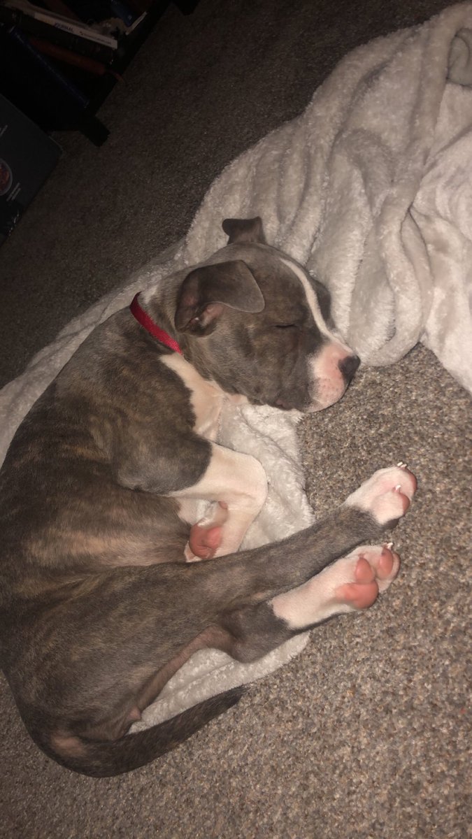 NorinaRomo's tweet photo. Hereβs a thread because my babies are growing so fast:
#ilovepitbulls #pitbullsarethebest #sweetestdogs https://t.co/CaJ784LH4E