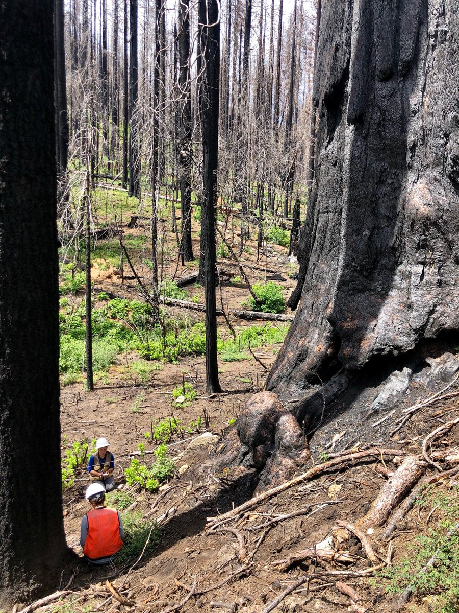 Cross-scale fire effects? &gt;20 millenarian sequoias died here in 2017 in Railroad Fire. Not too unusual local conditions IMHO-dense, not extreme. Story I heard is fire’s self-generated wind turned it into a blast furnace. Fuel-but fuel features outside this watershed. How common?
